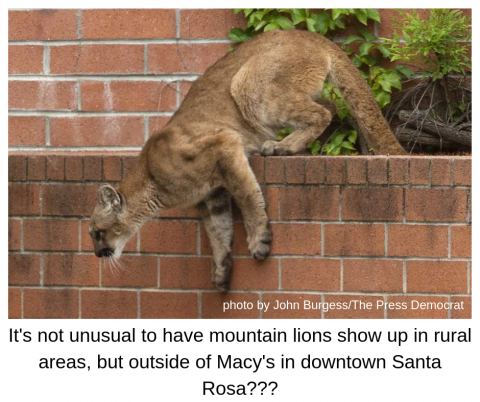 Mountain Lion Downtown Santa Rosa